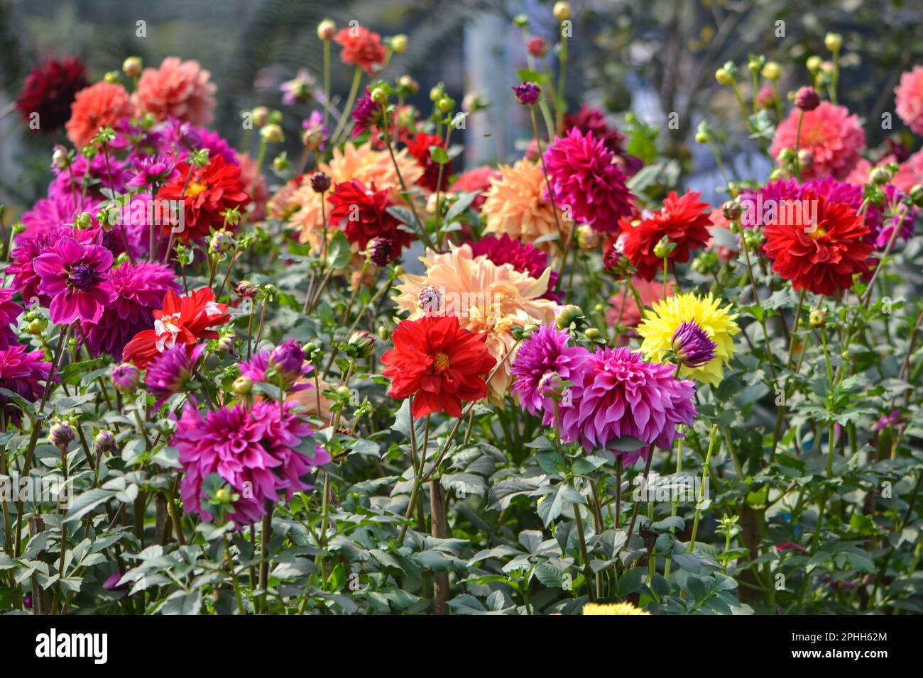 Famous Flowers of Bangladesh Stock Photo Alamy
