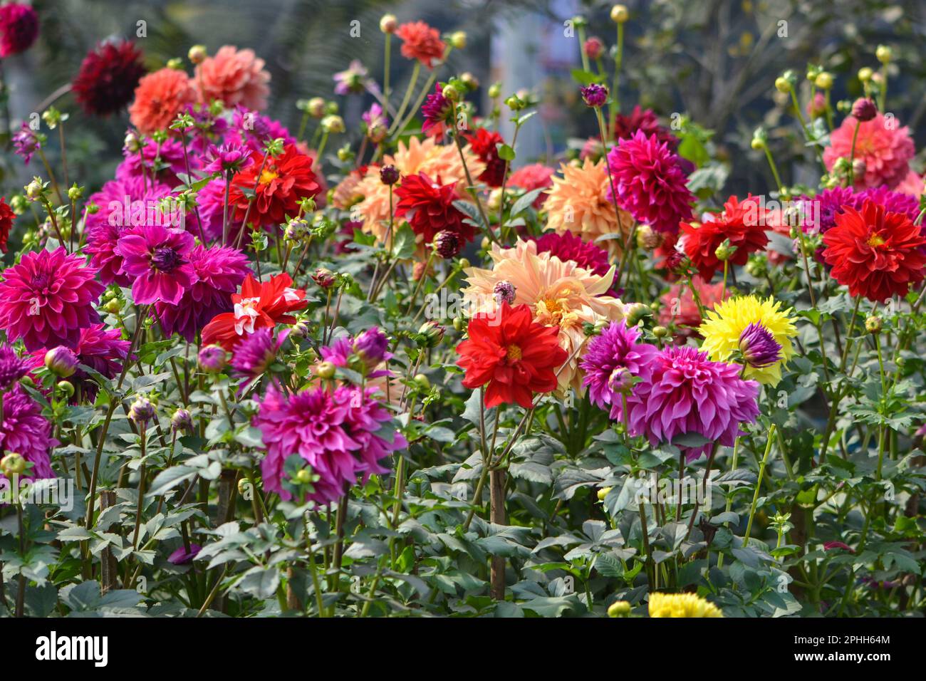 Famous Flowers of Bangladesh Stock Photo Alamy