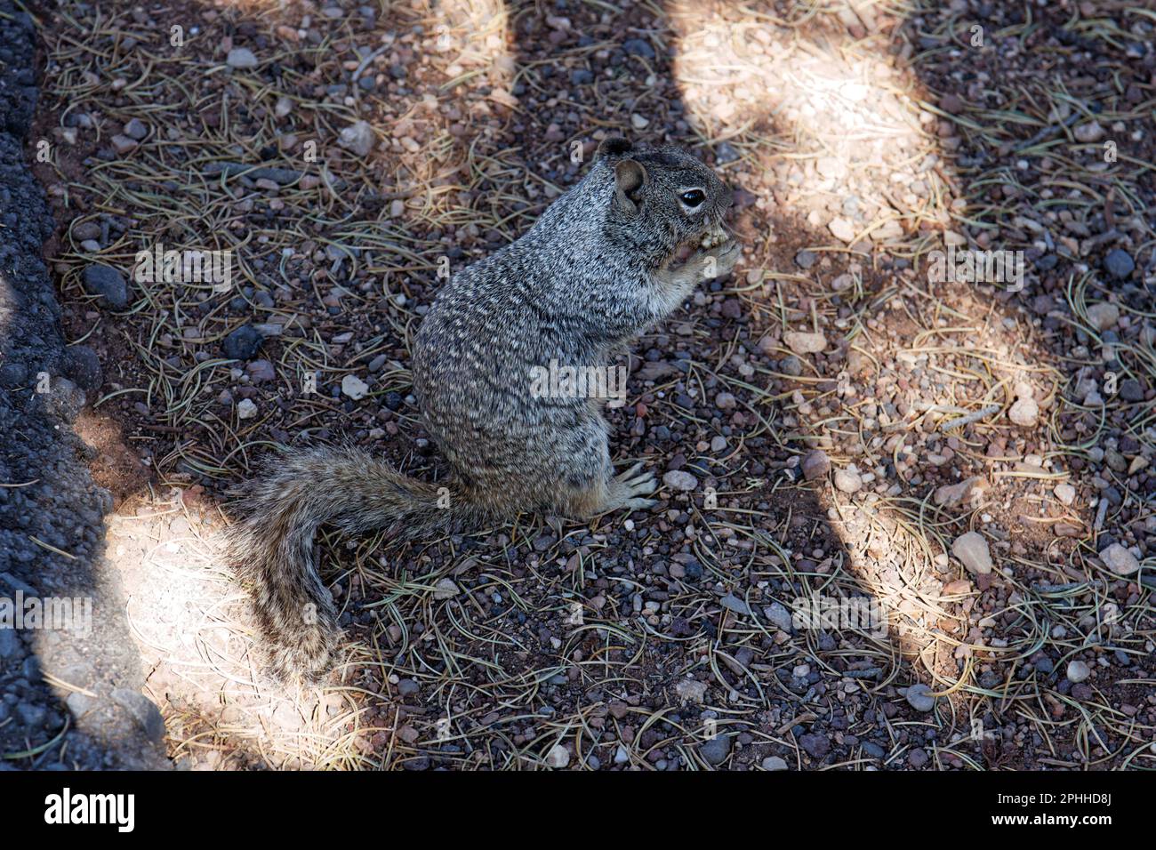 A squirrel eating nuts in Grand Canyon National Park, Arizona, USA Stock Photo