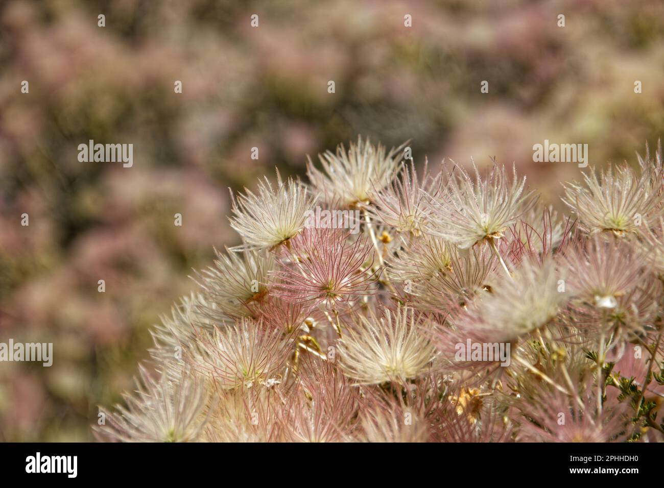 Apache plume in Red Rock Canyon National Conservation Area, Nevada, USA Stock Photo