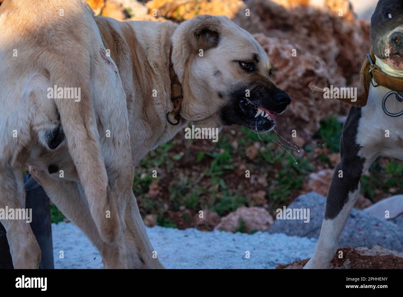 A female white dog living on the streets in Turkey Stock Photo