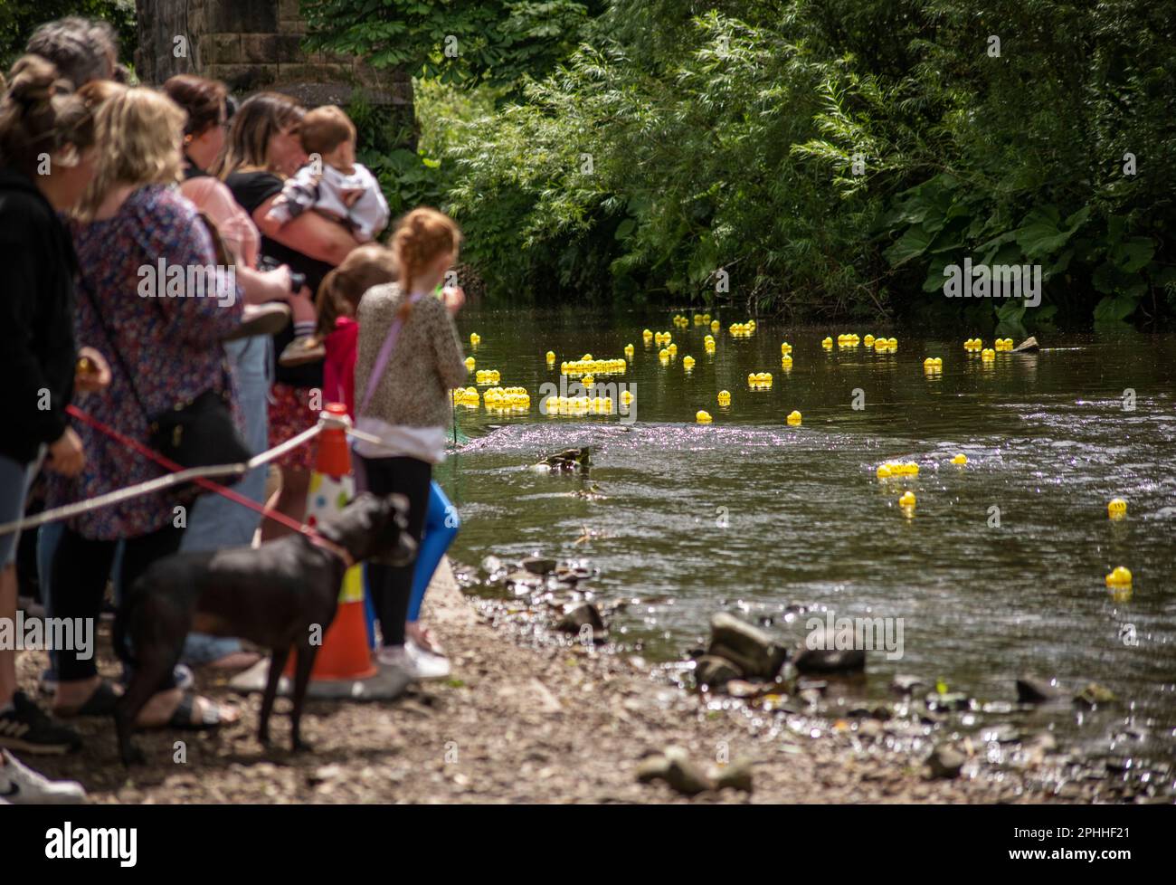 Duck race on the River Goyt through New Mills, in the Derbyshire High Peak, hundreds of plastic yellow ducks race down the river to win prizes Stock Photo