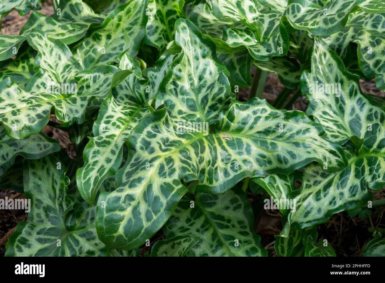 ARUM