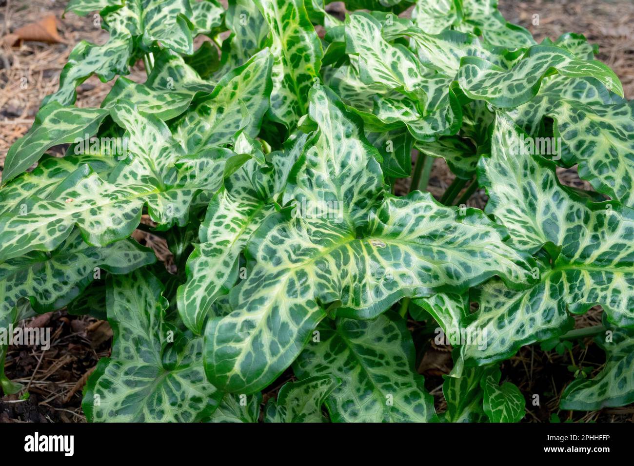 Cluster, Leaves, Arum italicum Marmoratum, Lords and Ladies, Green, Hardy, Plant, Spring, Garden decorative leaf Stock Photo