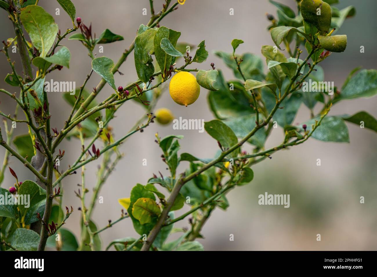 Newly grown lemon tree and its fruitSmall lemon Stock Photo