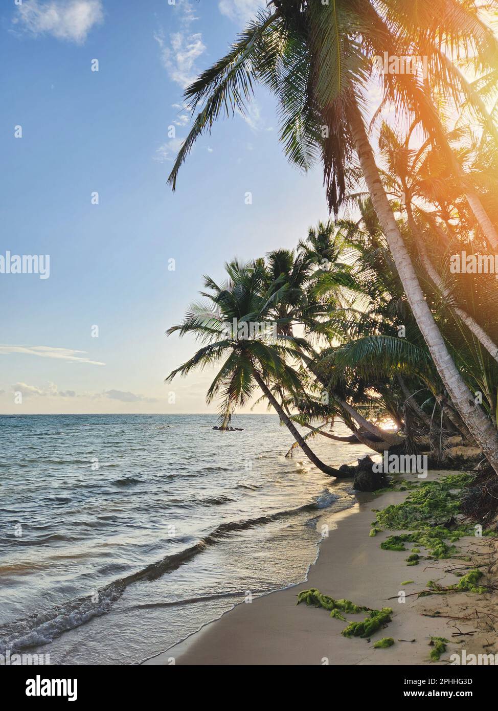 Caribbean tropical beach with palm trees background on sunset time Stock Photo
