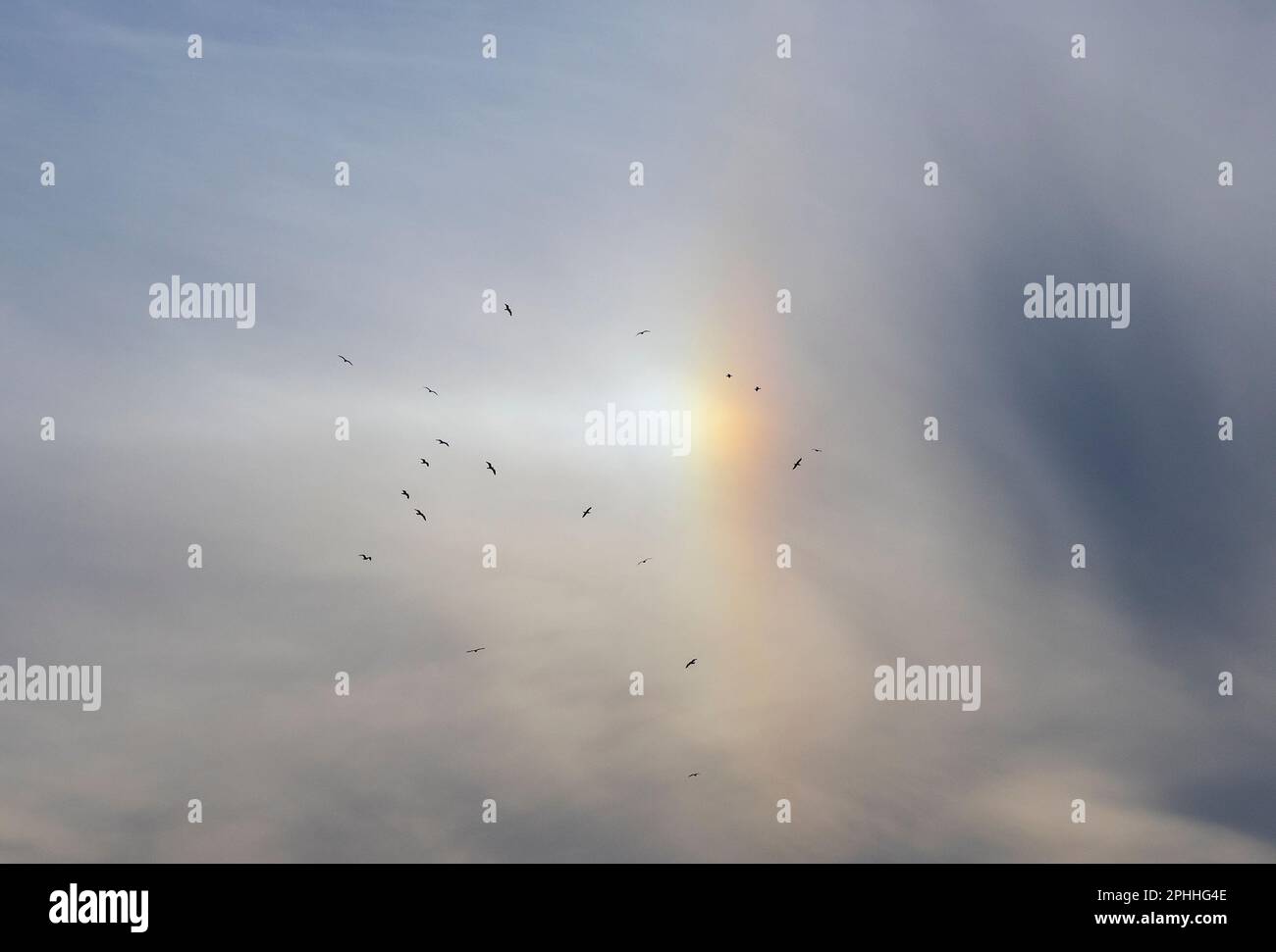 Birds in the sky set against the spectum of colours of a sundog, part of a halo around the sun, at 22 degrees to the left. Caused by light refraction Stock Photo