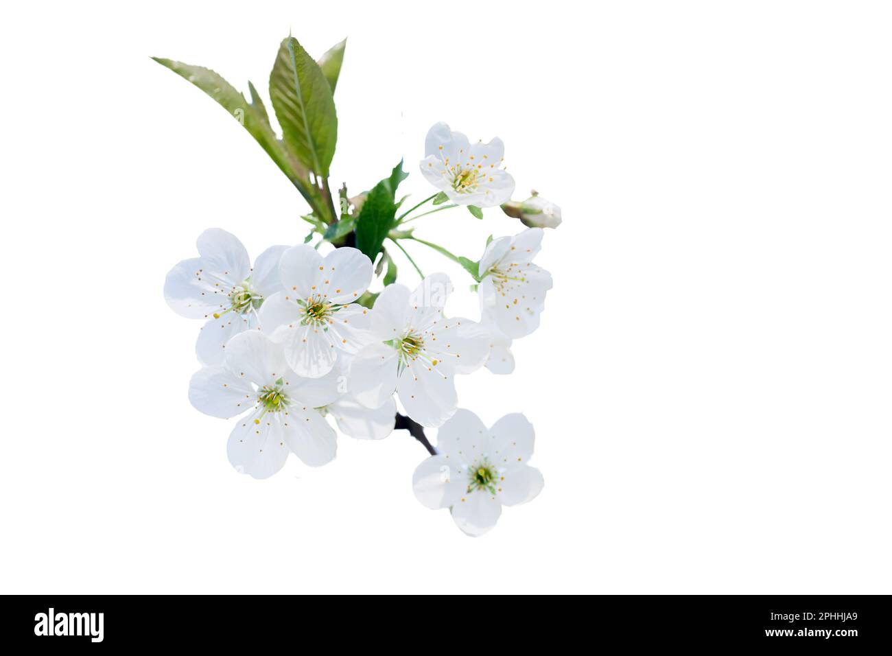 branch of cherry with white flowers in spring during flowering of gardens and collection of spring nectar. Isolated on white Stock Photo