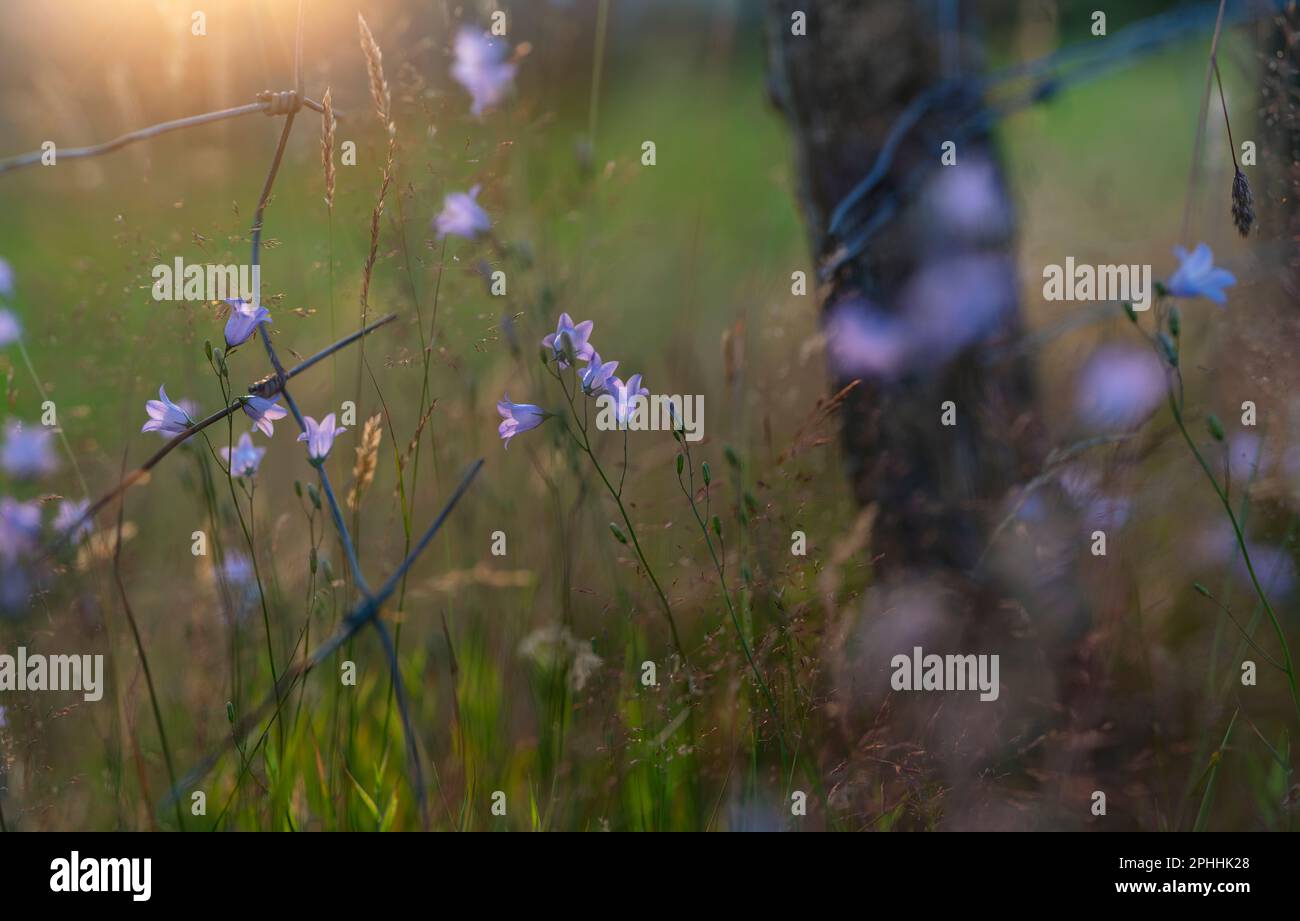 Wildflowers and long grass growing on the edge of a field a sunset, near a fence and hedge in the countryside landscape of the High Peak in Derbyshire Stock Photo