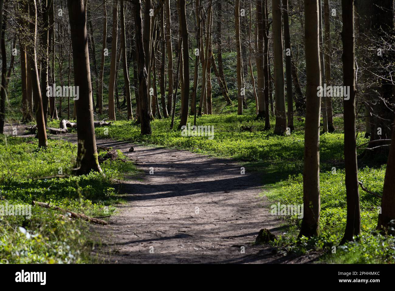 Woodland rejuvenation hi-res stock photography and images - Alamy