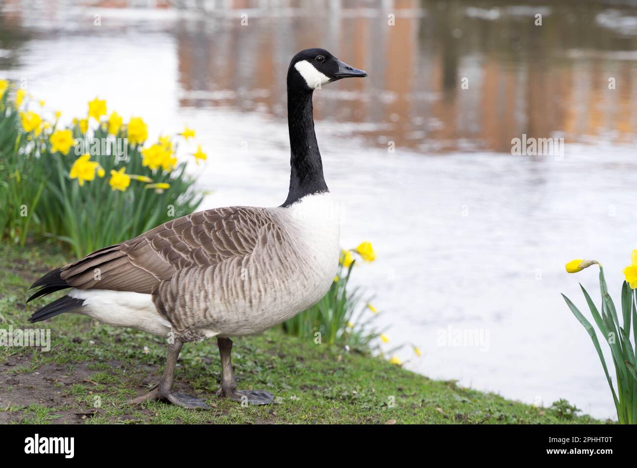 Canada cheap goose uk