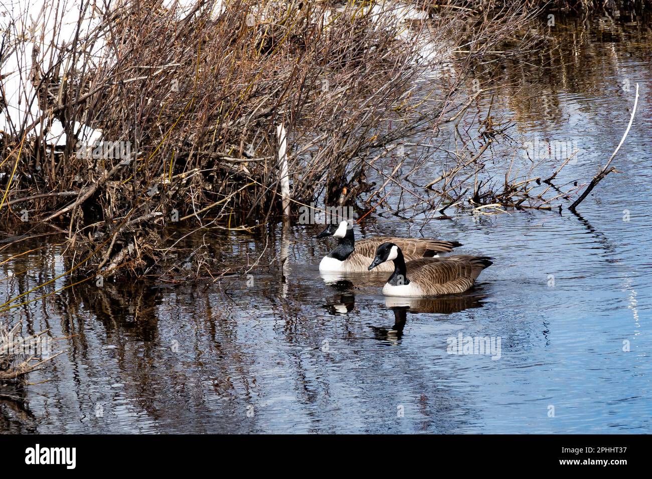 A pair of Canada Geese, Branta canadensis, in late winter on the edge of the Sacandaga River in Speculator, NY, USA  looking for a spot to nest. Stock Photo