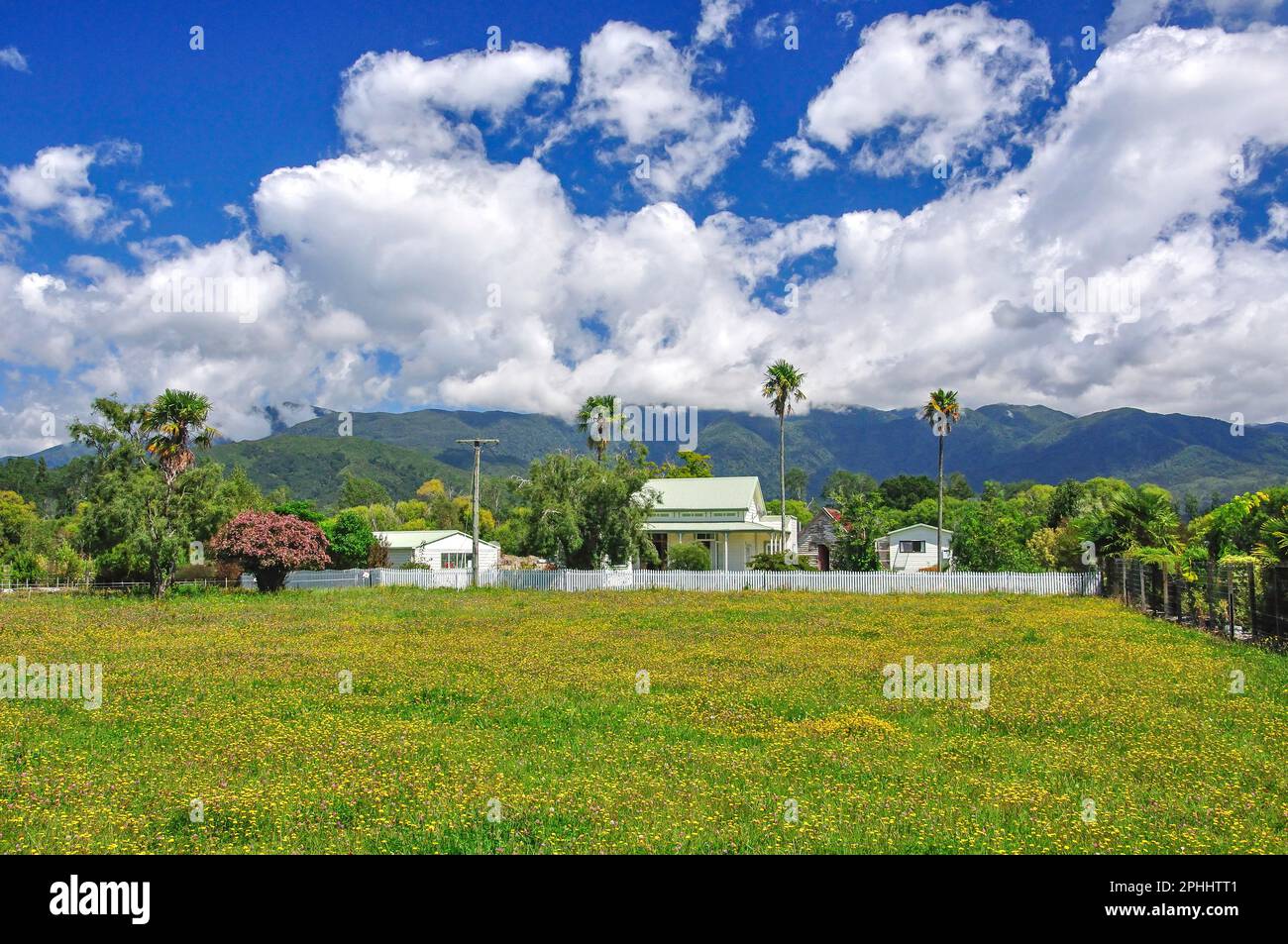 Field of daises, Takaka, Nelson Region, South Island, New Zealand Stock Photo Alamy