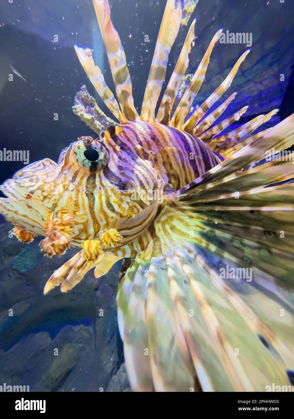 Underwater photo of a Poisonous Lionfish Stock Photo - Alamy