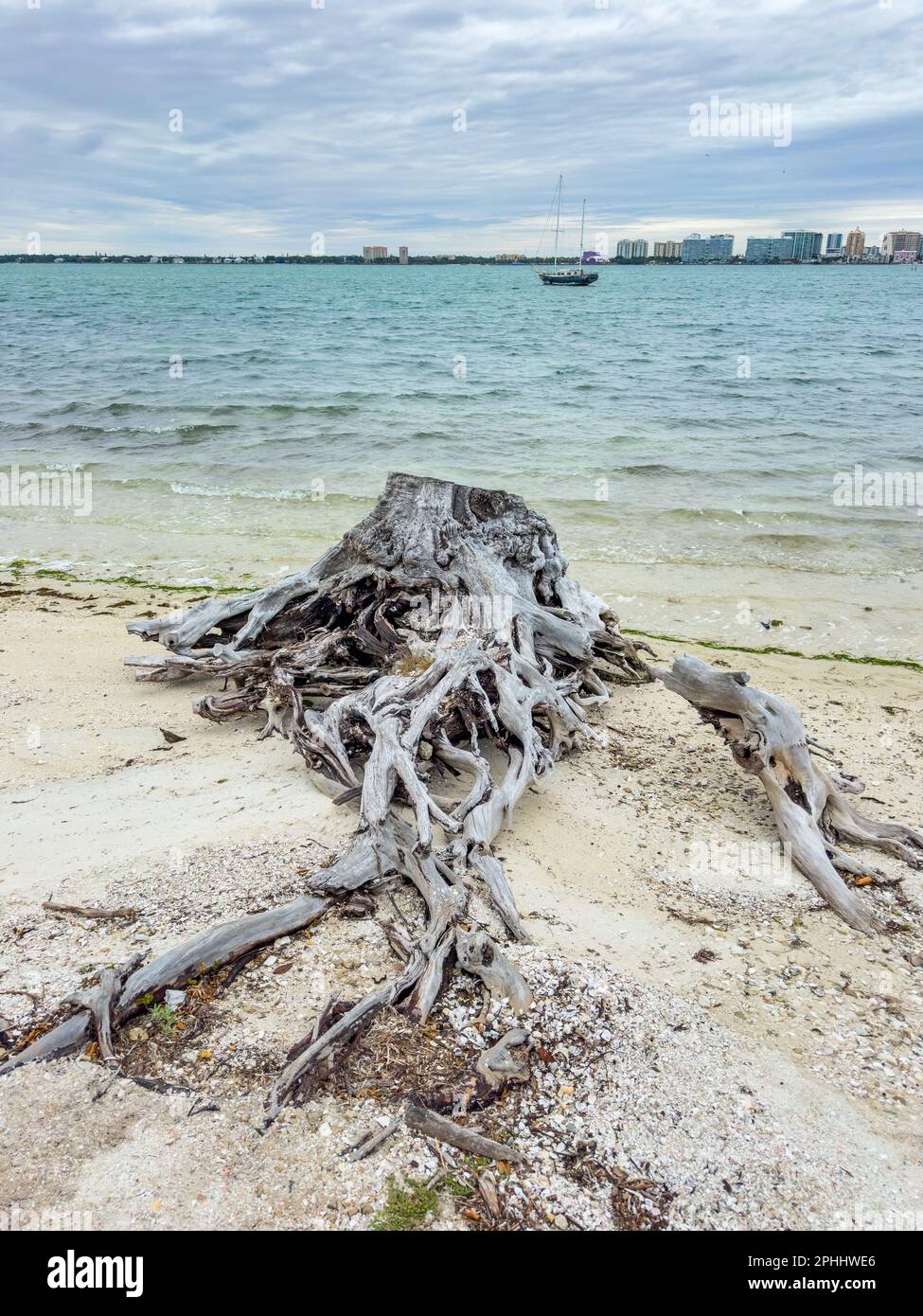 Old tree roots by the sea Banyan tree Stock Photo - Alamy