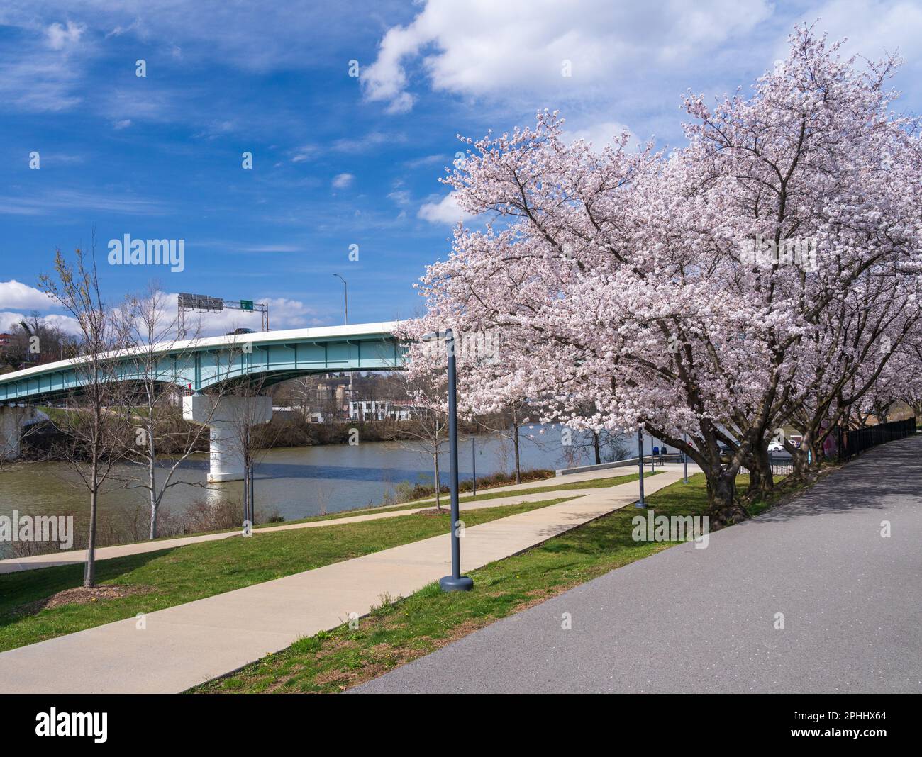 Westover bridge by the walking and cycling trail in Morgantown West Virginia with cherry blossoms Stock Photo