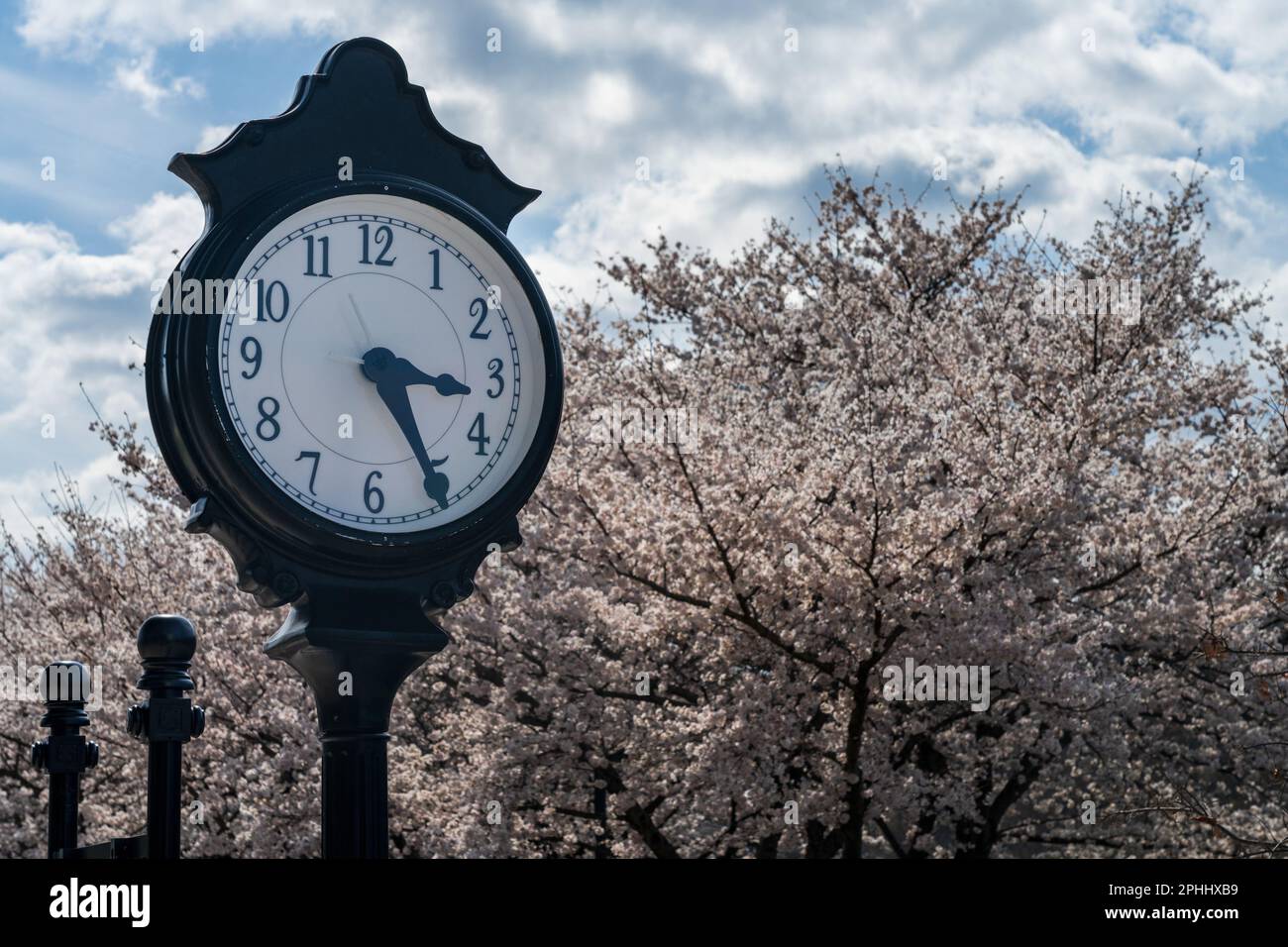 Old fashioned clock by the walking and cycling trail in Morgantown WV with cherry blossoms blooming in the spring Stock Photo