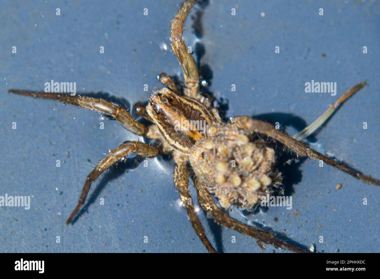 spider; spider breeding; spider babies; arachnid; jumping spider; legs