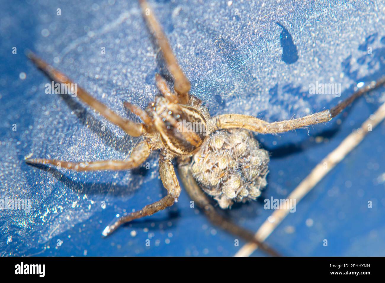 spider; spider breeding; spider babies; arachnid; jumping spider; legs