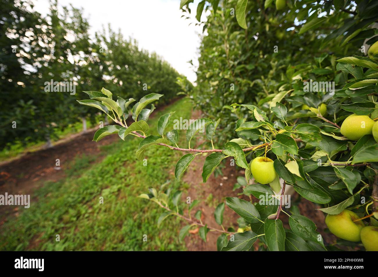 green ripe apples on the branches of apple trees in the orchard against ...