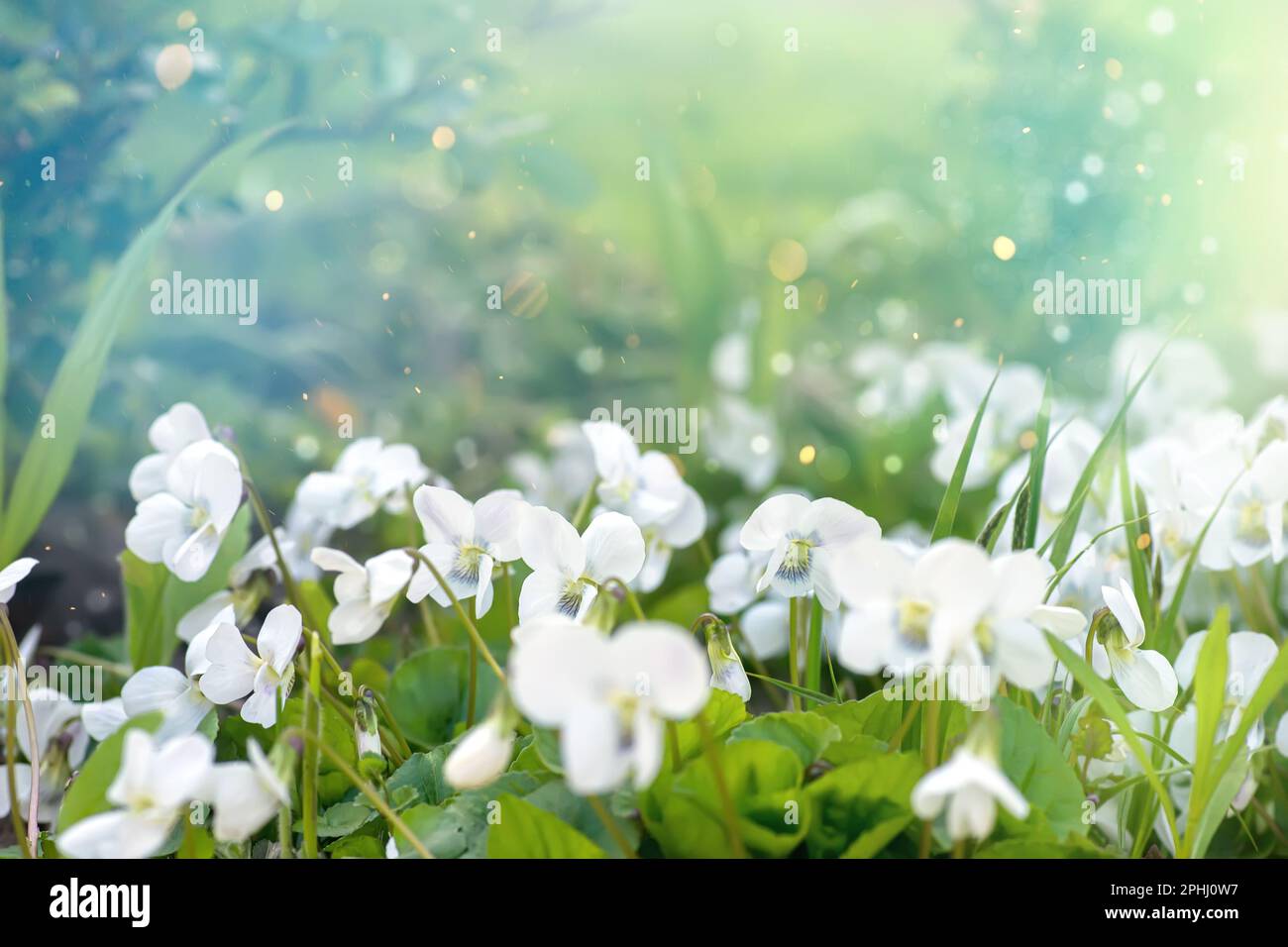 Viola alba, white violet flower is listed in Red Book of Ukraine. Spring background with rare flowers against background of a green forest in spring Stock Photo