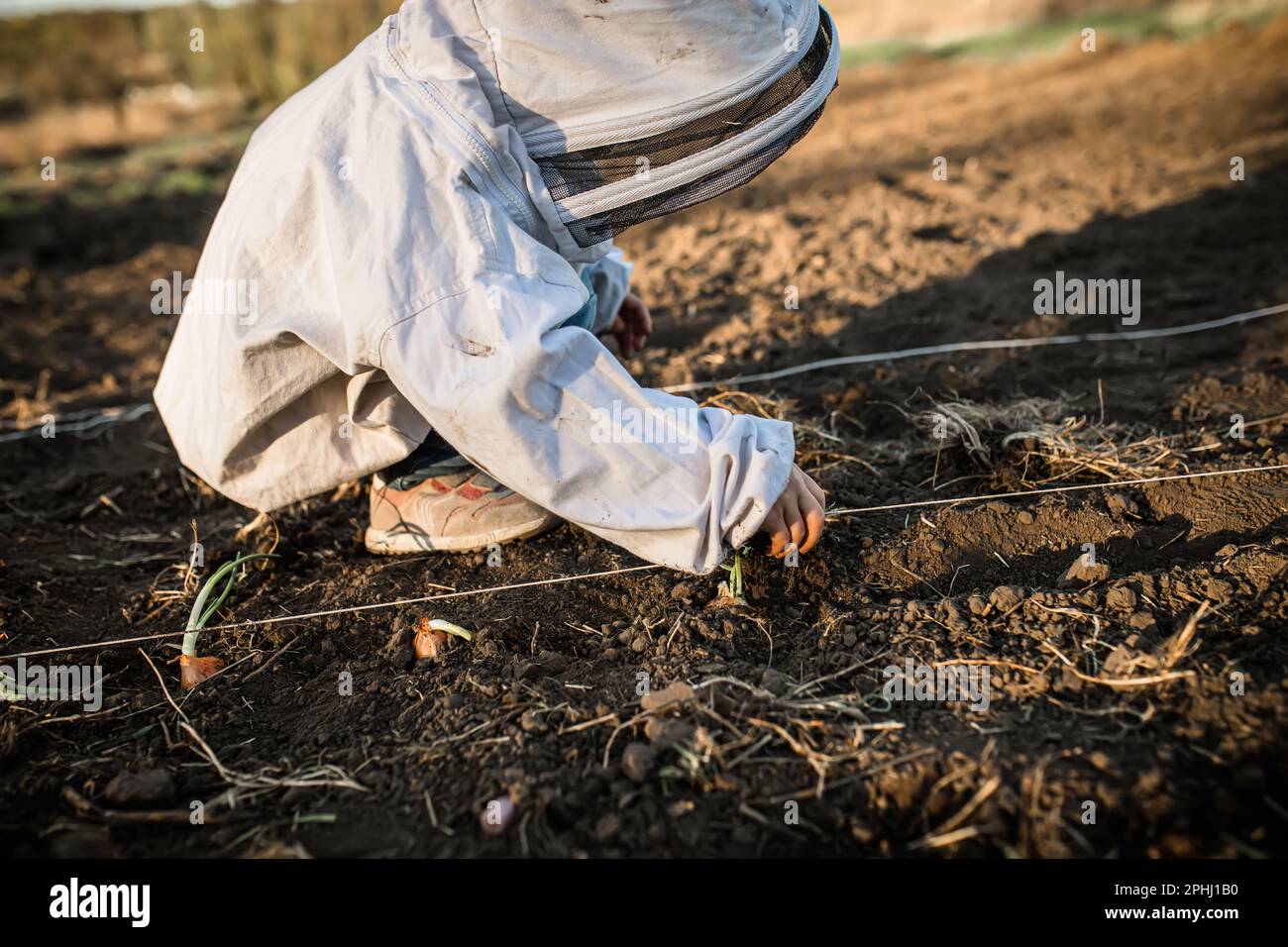 process of planting onions in ground in autumn. child helps to plant vegetables for the
