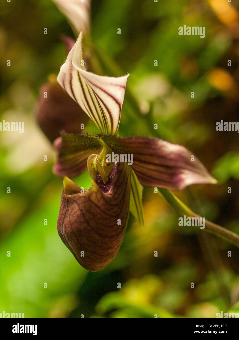 Paphiopedilum purpuratum - Venus slipper orchid Stock Photo