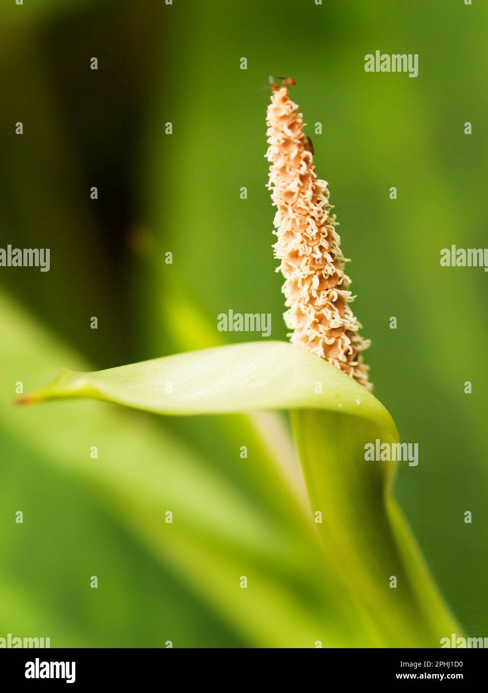 Anthurium veitchii - detail of flower of King Anthuria Stock Photo