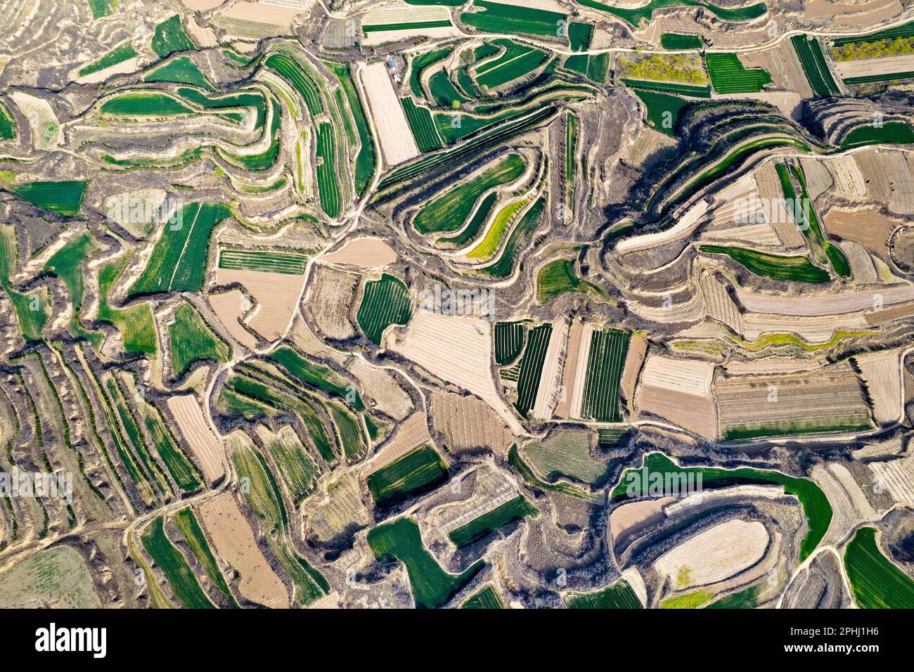 YUNCHENG, CHINA - MARCH 28, 2023 - Aerial photo shows terraces on the Loess Plateau covered with layers of green wheat seedlings and dotted with golde Stock Photo