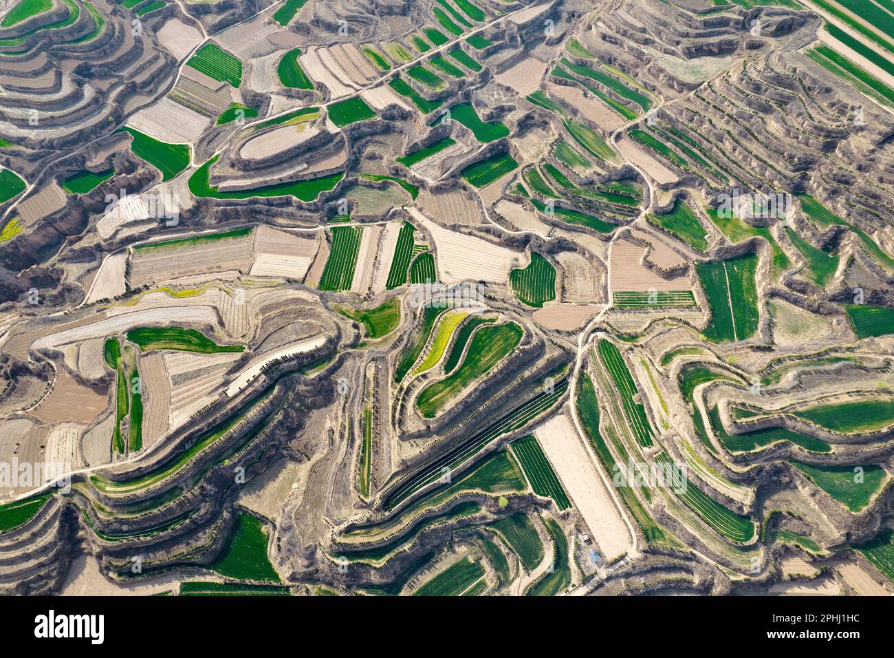 YUNCHENG, CHINA - MARCH 28, 2023 - Aerial photo shows terraces on the Loess Plateau covered with layers of green wheat seedlings and dotted with golde Stock Photo