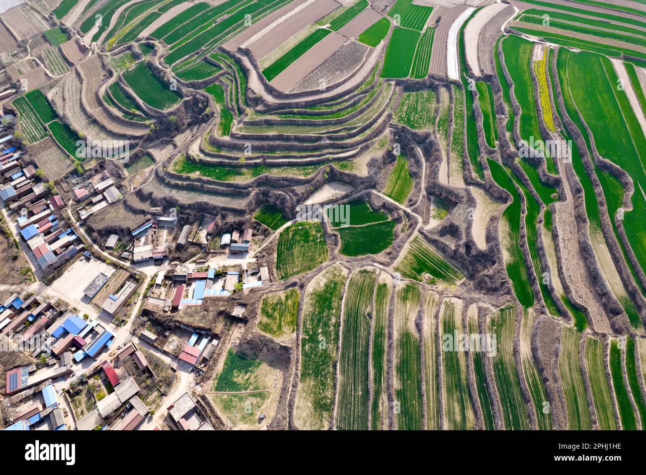 YUNCHENG, CHINA - MARCH 28, 2023 - Aerial photo shows terraces on the Loess Plateau covered with layers of green wheat seedlings and dotted with golde Stock Photo