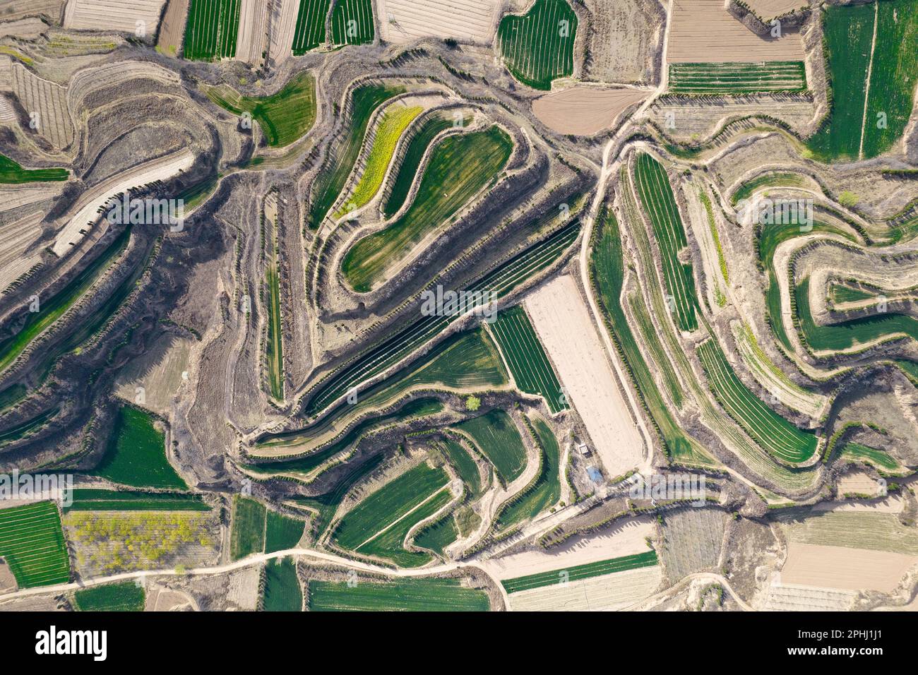 YUNCHENG, CHINA - MARCH 28, 2023 - Aerial photo shows terraces on the Loess Plateau covered with layers of green wheat seedlings and dotted with golde Stock Photo