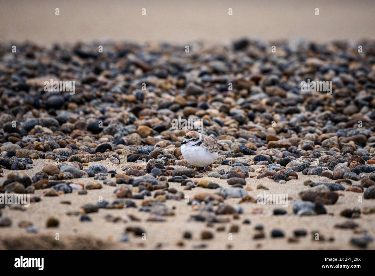 A Western Snowy Plover, Charadrius nivosus with leg bands at Carmel River beach in California Stock Photo