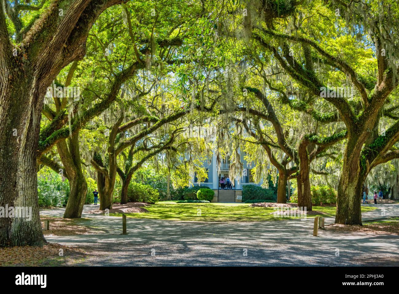 Oak trees and Spanish moss at McLeod Plantation in Charleston, South