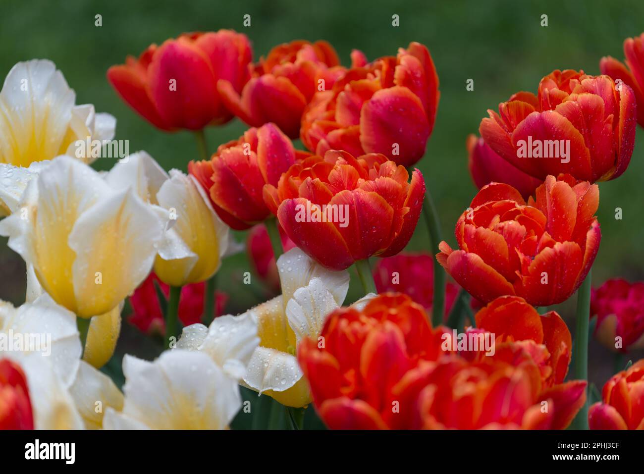 Tulips texture tulips hi-res stock photography and images - Alamy