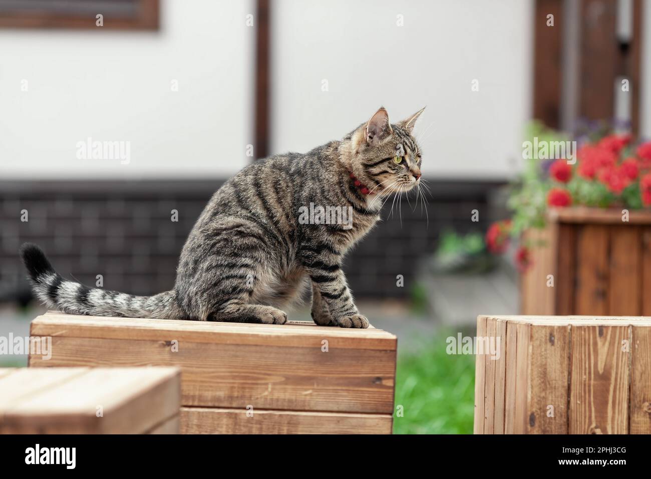 Young tabby domestic cat sitting at country house yard Stock Photo