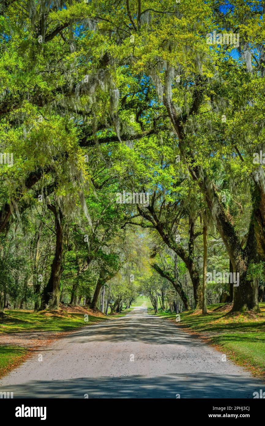 Road leading to Drayton Hall plantation near Charleston, South Carolina, USA. Stock Photo
