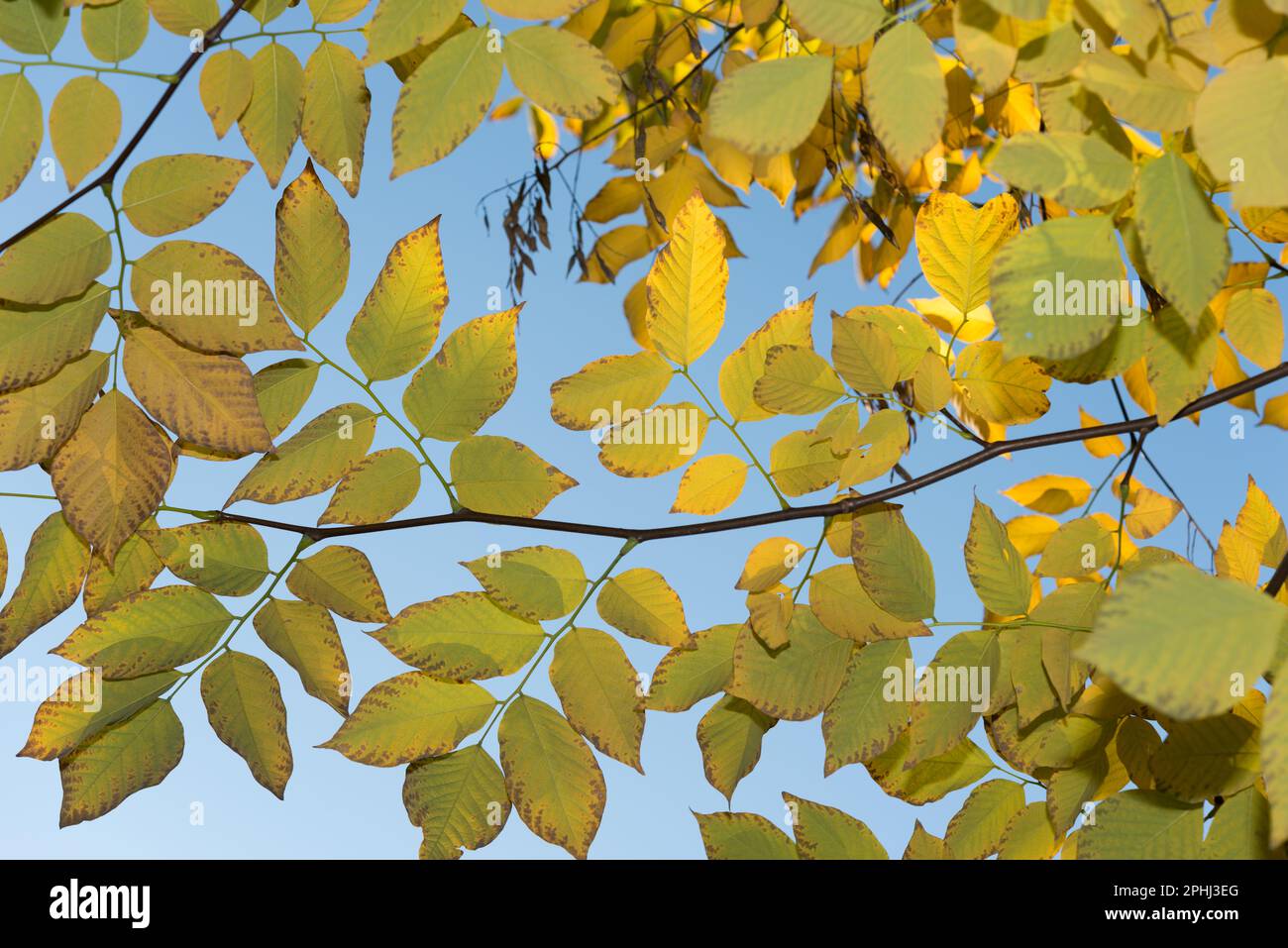 autumn foliage on a blue sky (shady area with strobe fill in) Stock Photo