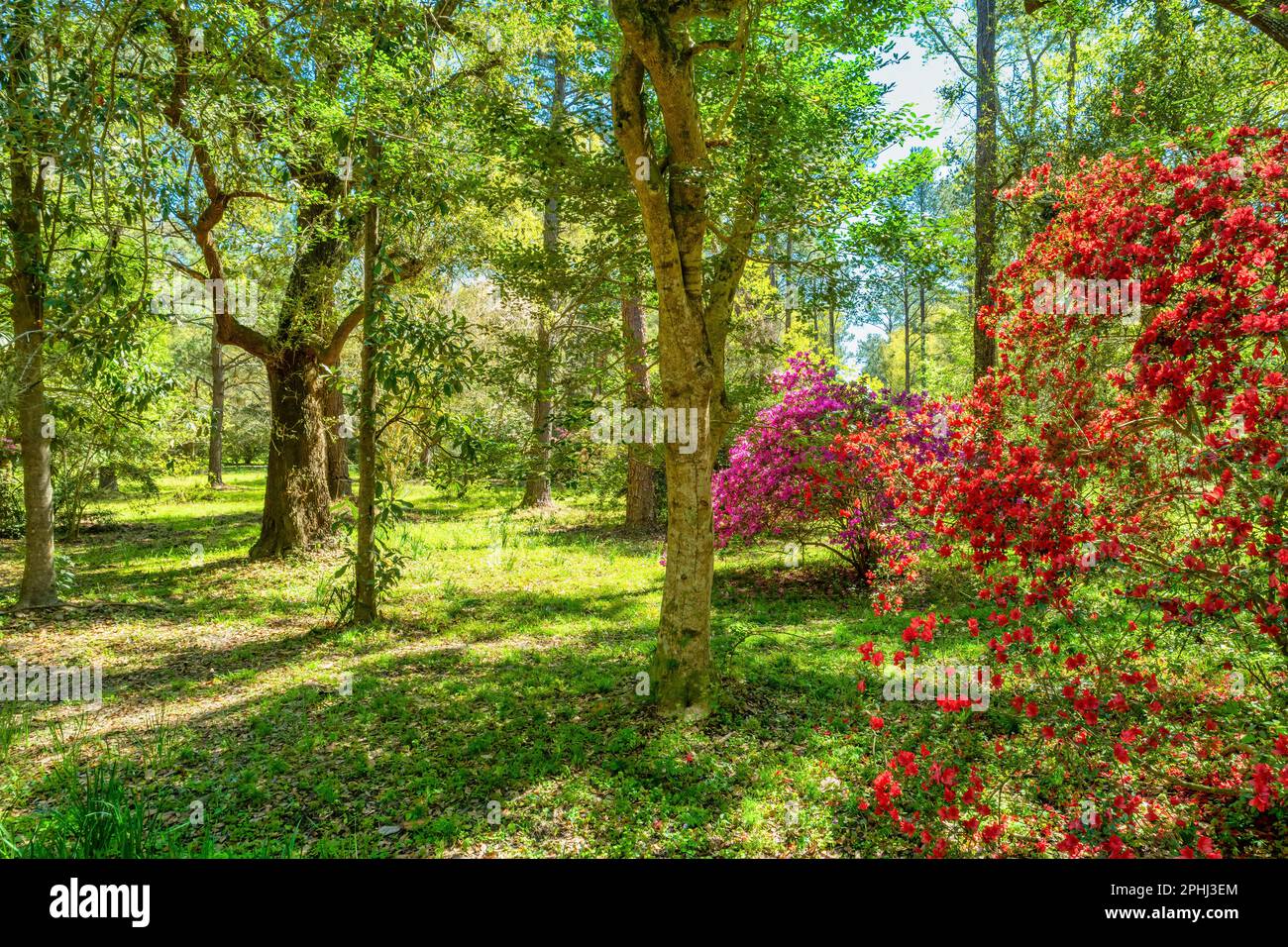 Springtime at Magnolia Plantation near Charleston, South Carolina, USA. Stock Photo