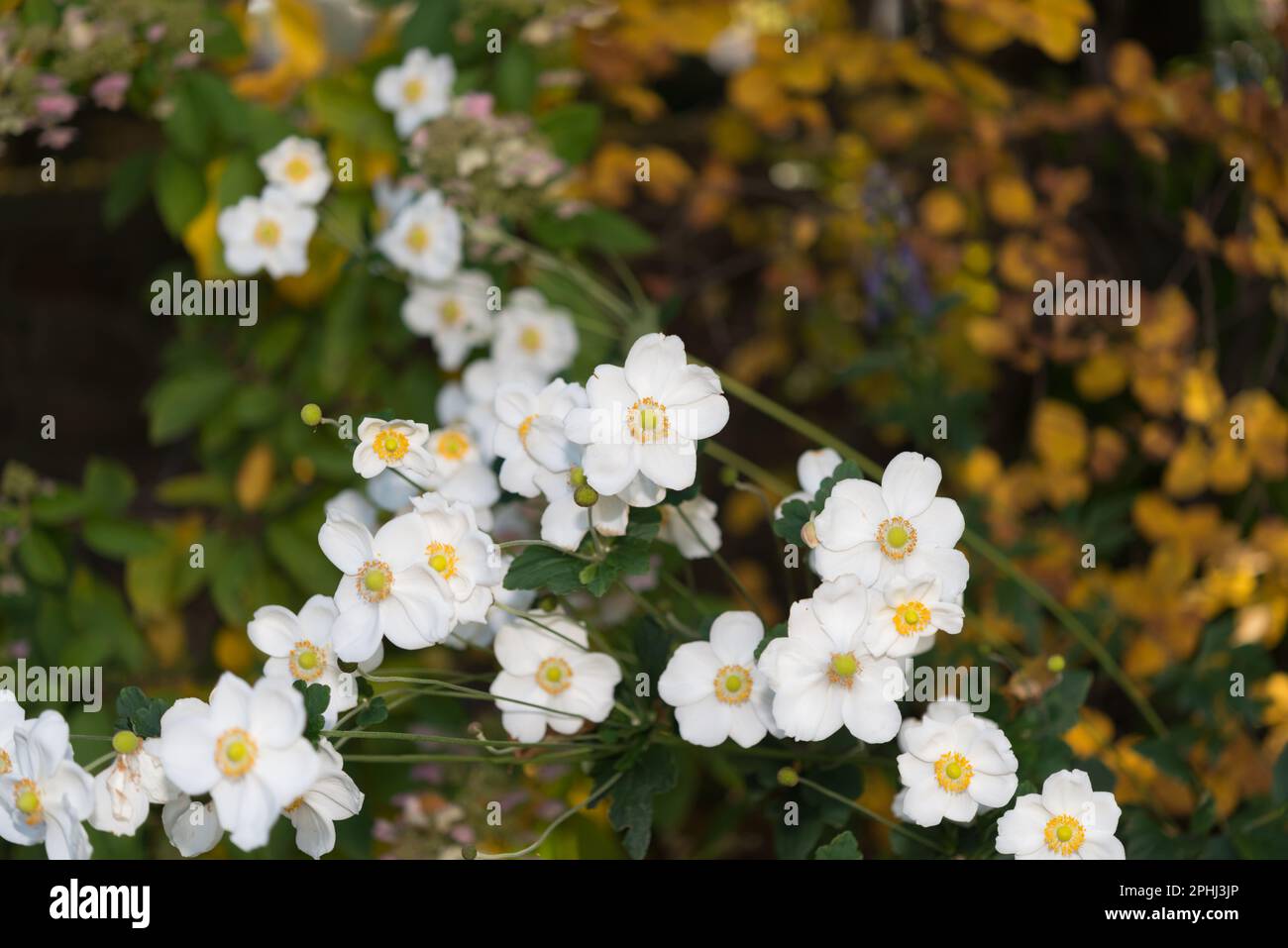 white anemone flowers (strobe lighting) - macro lens, particular focus Stock Photo