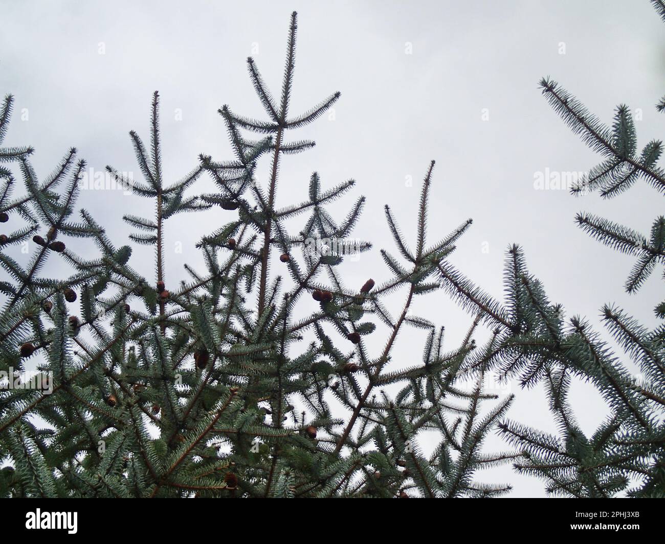 Looking up into a grey sky and the leaves and cones of a blue spruce (Picea pungens) in autumn Stock Photo