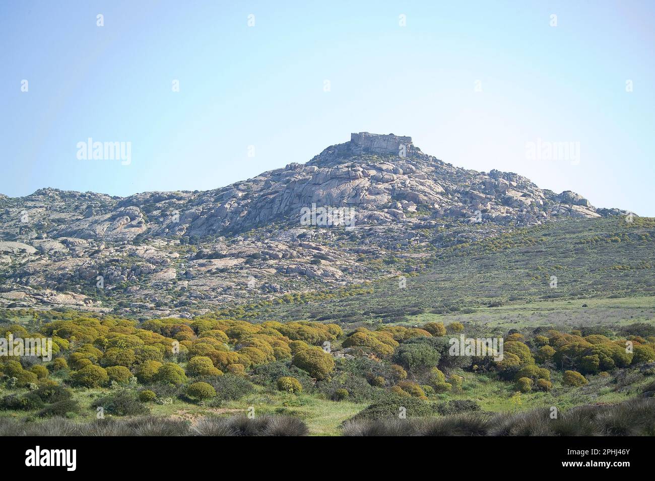Paesaggio dell'Asinara nei pressi di Santa Maria, caratterizzato da euforbia (euphorbia arborea).The mediterranean shrubby of the island, Castellaccio Stock Photo