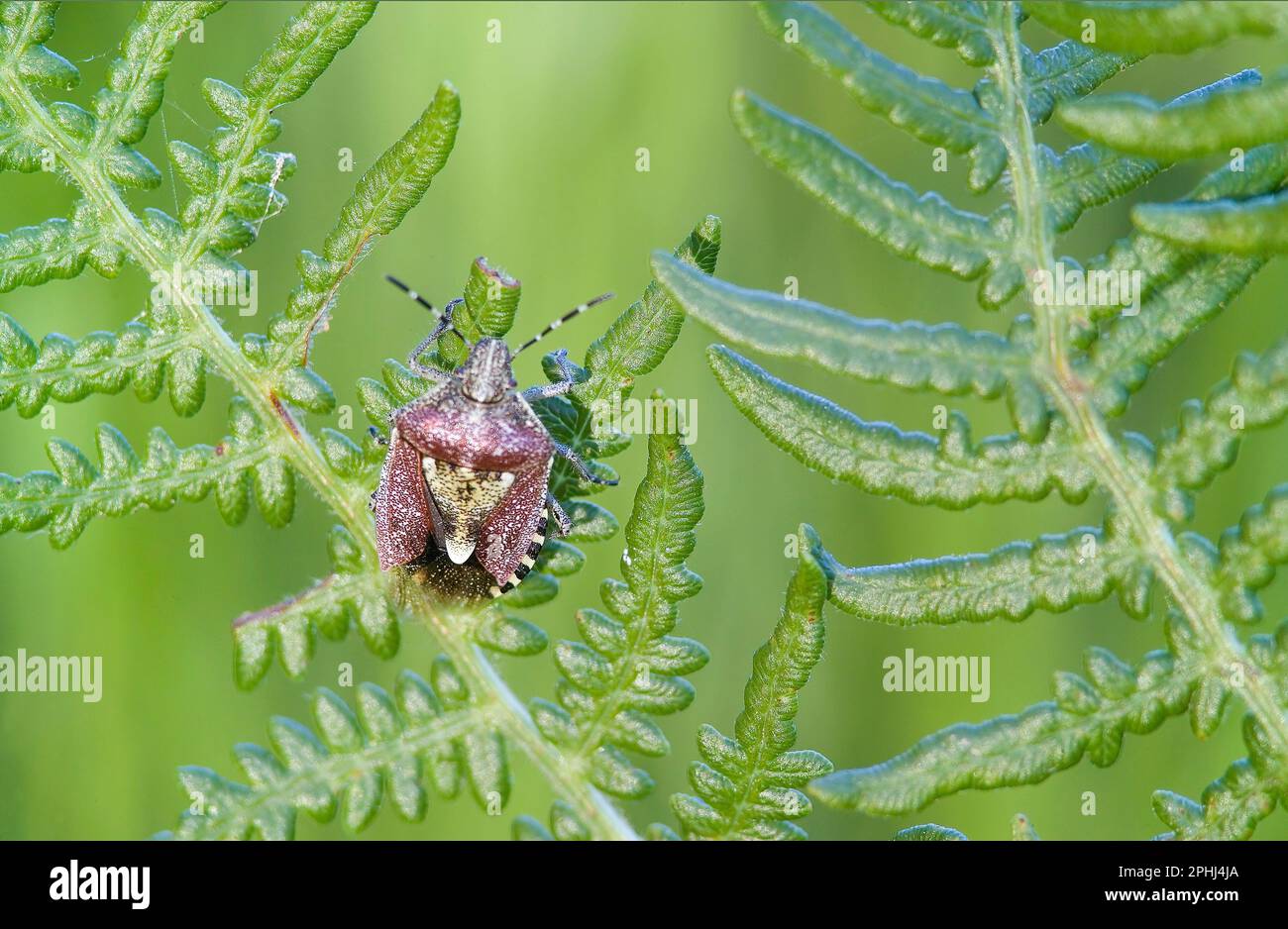 Bug (Dolycoris baccarum). Monte Limbara, Tempio, Sardegna. Italia Stock Photo