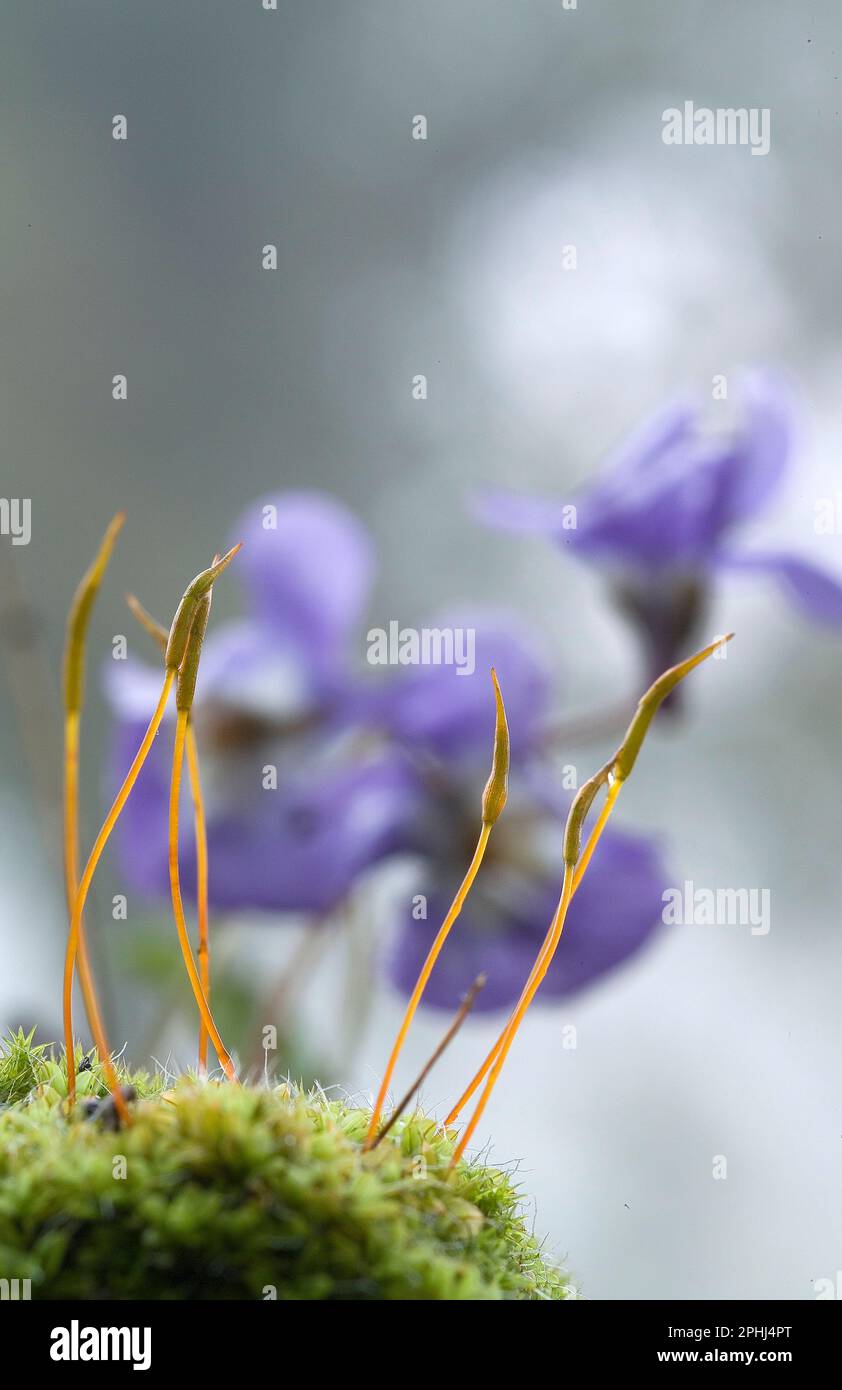 Violets (Viola alba) and moss sporangia. Ortakis Forest, Bolotana. Sardinia. Italy Stock Photo
