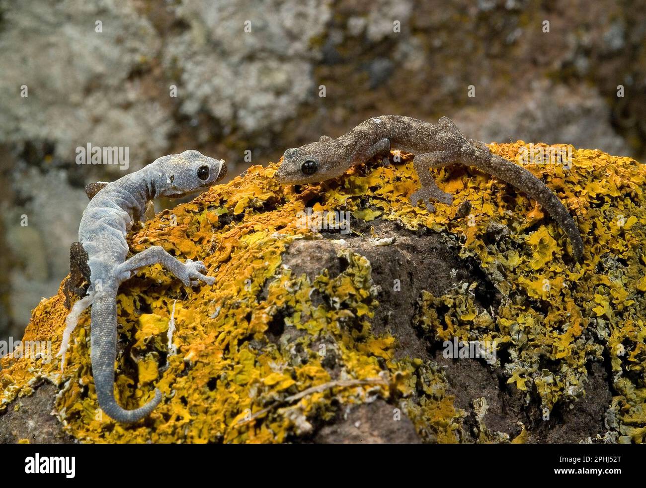 European Leaf-Toed Gecko, changing skin. Tarantolino, Phyllodactylus europaeus.  muta (cambio della pelle). Stintino, Sardegna, Italia. Stock Photo