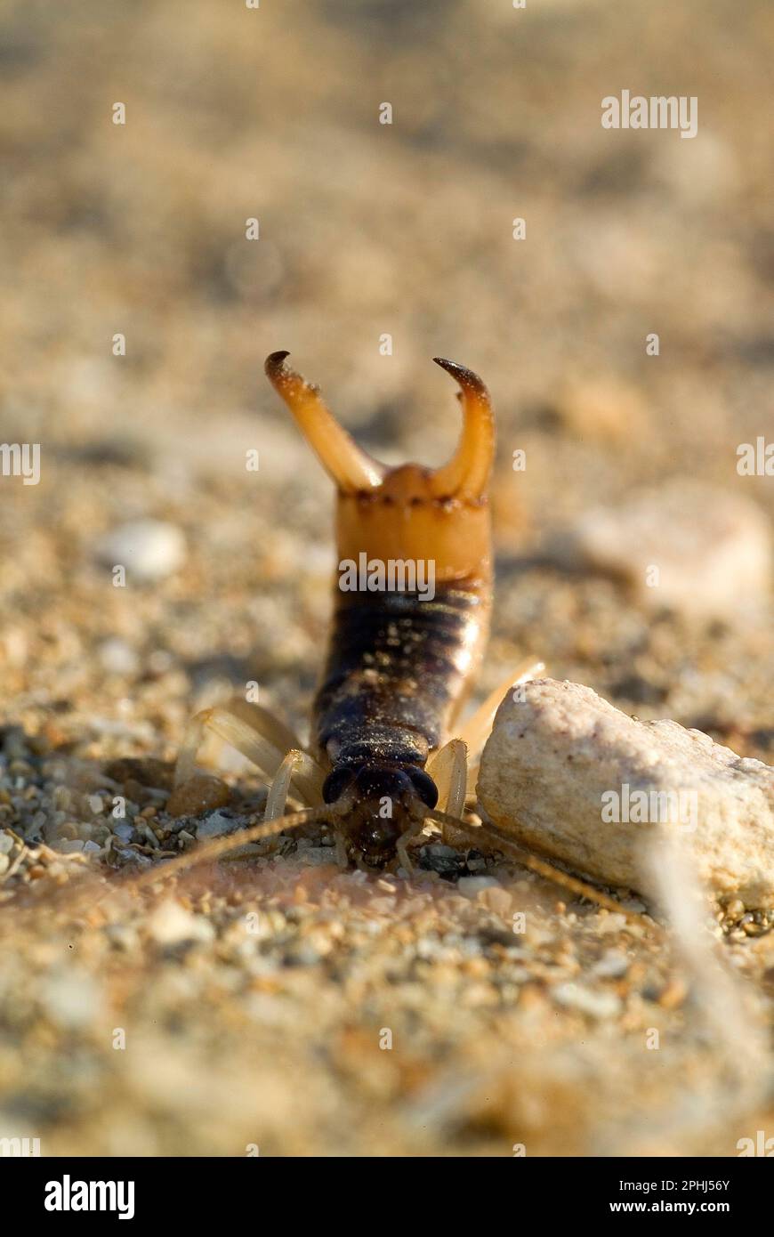 Grey earwig hotsell