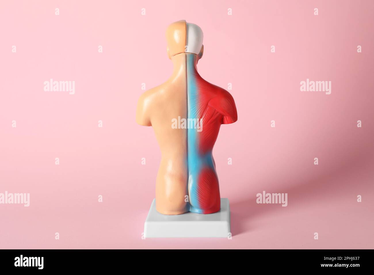 Human anatomy mannequin showing back muscles on pink background Stock Photo
