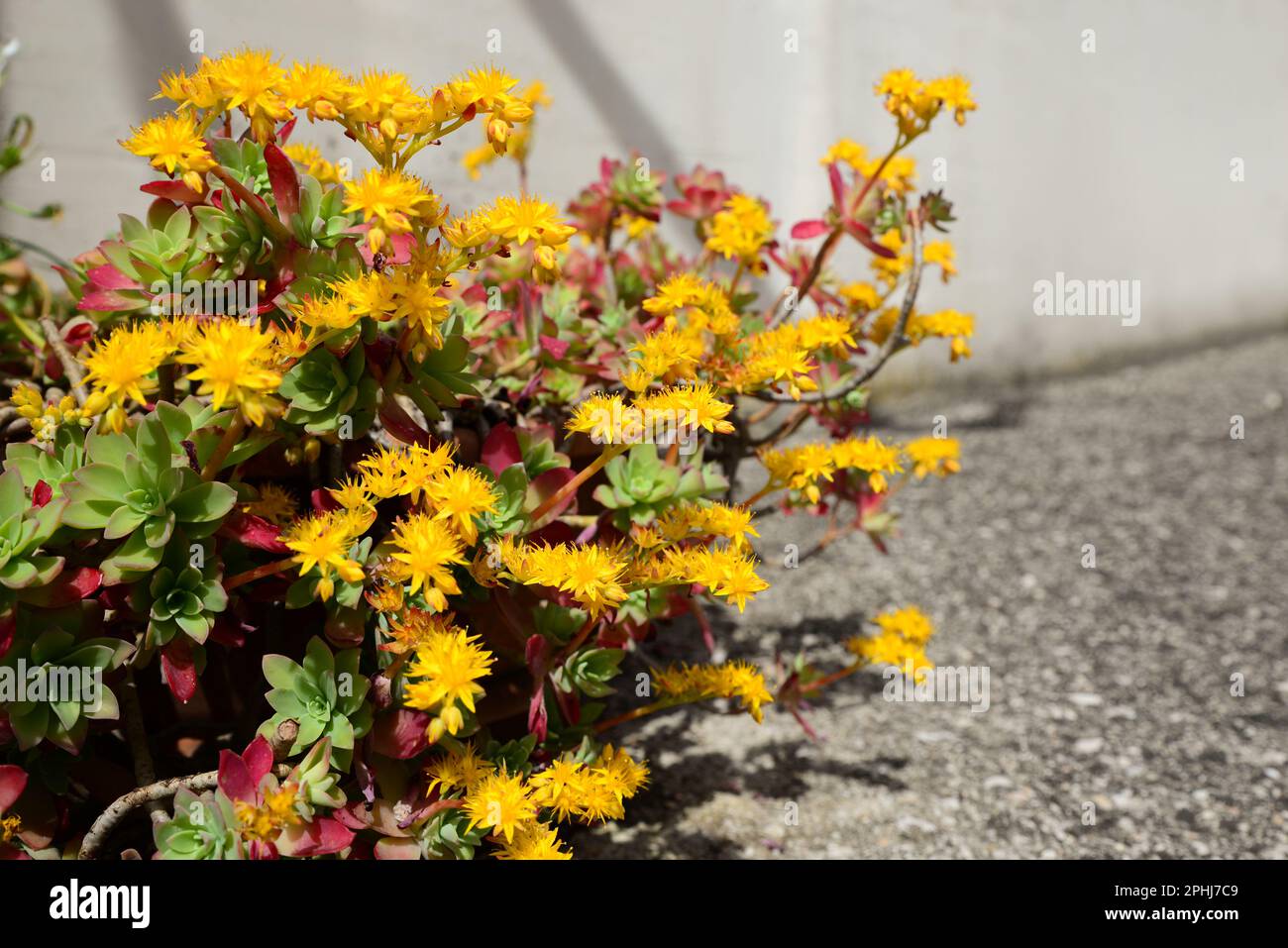 Beautiful blooming Sedum palmeri plant outdoors, closeup Stock Photo