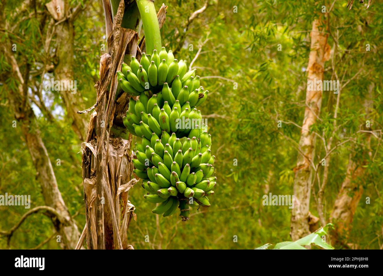 Green banana bunch on tree in the garden Stock Photo