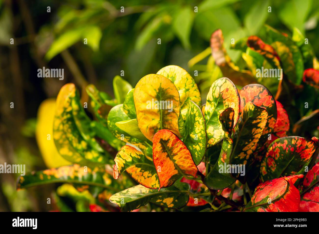 Croton (Codiaeum variegatum), a popular houseplant with many varieties ...